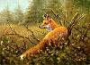 Fuchs